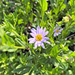 KALIMERIS 'BLUE STAR' 1G