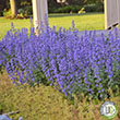 NEPETA 'CAT'S MEOW' 1G
