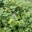 NEPETA 'EARLY BIRD' 1G