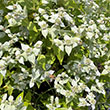 PYCNANTHEMUM MUTICUM QT