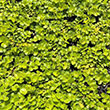 LYSIMACHIA 'AUREA' QT