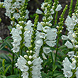 PHYSOSTEGIA MISS MANNERS 1G