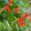 MIMULUS CARDINALIS QT