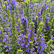 LOBELIA 'SIPHILITICA' 1G
