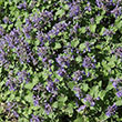 LOBELIA 'STARSHIP BLUE' 1G