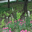 LIATRIS 'FLORISTAN WHITE' 1G
