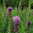 LIATRIS 'KOBOLD' 1G
