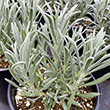 LAVANDULA 'SENSATIONAL' 1G