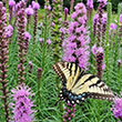 LIATRIS 'SPICATA' 1G