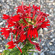 LOBELIA 'CARDINALIS' 1G