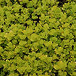 LYSIMACHIA 'AUREA' 1G