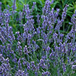 LAVANDULA 'GROSSO' 1G