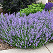 LUPINUS 'RACHEL DE THAME' 2G