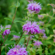 MONARDA 'PURPLE LACE' 1G