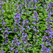 NEPETA 'BLUE WONDER' 1G
