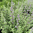 ORIGANUM 'LIBANOTICUM' 1QT