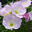OENOTHERA 'SISKIYOU' 1G