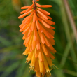 KNIPHOFIA 'POPSICLE MANGO' 1G