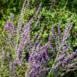PEROVSKIA 'ATRIPLICIFOLIA' 1G