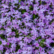 PHLOX 'EMERALD BLUE' 1G