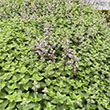 NEPETA 'PURRSIAN BLUE' 1G
