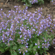 NEPETA 'KITTEN AROUND' 1G