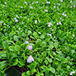 MAZUS 'REPTANS' QT