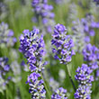 LAVANDULA 'MUNSTEAD' 1G