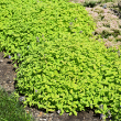 NEPETA 'CHARTREUSE ON THE LOOSE'