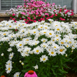 LEUCANTHEMUM 'DAISY MAY' 1G