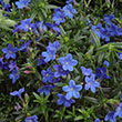 LITHODORA 'GRACE WARD' 1G