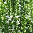 LOBELIA CARDINALIS 2G