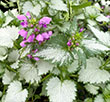 LAMIUM 'GHOST' 1G