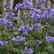 POLEMONIUM 'HEAVEN SCENT' 1G