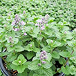 NEPETA 'CAT'S PAJAMAS' 1G