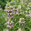 MONARDA 'PUNCTATA' 1G