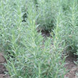 ROSEMARY 'ARP' 1G
