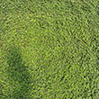THYMUS 'RED CREEPING' QT