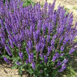 SALVIA 'BLUE BY YOU' 1G