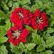 VERBENA 'HOMESTEAD RED' 1G