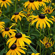 RUDBECKIA 'GOLDSTURM' 2G