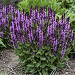 Salvia 'violet Profusion' 1g