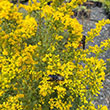 SOLIDAGO 'SOLAR CASCADE' 1G