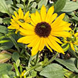RUDBECKIA VIETTE LITLE SUZY 1G