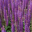 SALVIA 'EAST FRIESLAND' 1G