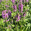 STACHYS 'HUMMELO' 1G