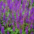 SALVIA 'MAY NIGHT' 1G