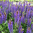 SALVIA 'APRIL NIGHT' 1G