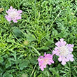 SCABIOSA 'PINK MIST' 1G