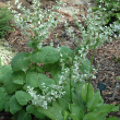 SALVIA 'ALBA' 1G